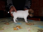 JACK RUSSELL TERRIER PUPPIES K DISPOZICI