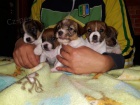 JACK RUSSELL TERRIER PUPPIES K DISPOZICI