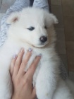 samojed ttka