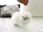 pomeranian 