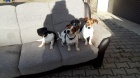 jack russell terir tata k pijet