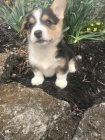 V souasn dob mme dva Pembroke Welsh Corgis. Tato rozkon ttka pichzej se svmi papry a zdravotnm zznamem, kter ukazuje, e jsou aktuln na vech snmcch a oderven.