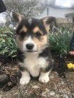 V souasn dob mme dva Pembroke Welsh Corgis. Tato rozkon ttka pichzej se svmi papry a zdravotnm zznamem, kter ukazuje, e jsou aktuln na vech snmcch a oderven.