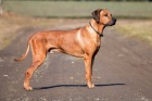 Rhodesian Ridgeback