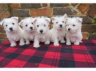 West Highland White Terrier tata