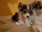 krsn ist plemeno Welsh Corgi tata k dispozici