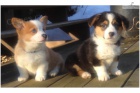 krsn ist plemeno Welsh Corgi tata k dispozici