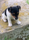 Krsn Jack Russell terir tata