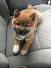 k dispozici tata Shiba Inu