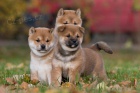 k dispozici tata Shiba Inu