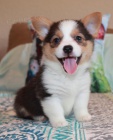 sladk registrovan tata Pembroke velsk corgi l! 11 tdn a jsou pipraveni na nov domy! byli pravideln odervovni, mli 1. veterinrn zkouku s 1. okovnm tat a prevenc dirofilari.