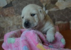 ttka labrador retrievera s PP