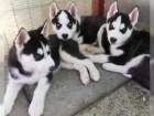 Siln a krsn sibisk husky tata