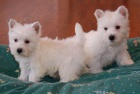 ttka West Highland Terrier ttka jsou k dispozici, nae ttka jsou star 12 tdn a jsou nyn pipravena vstoupit do svch novch domov. Vimnte si, e vechna tata jsou zdravotn prohldky