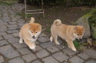 Shiba inu Tato ttka jsou hrav a zdrav. Hledaj milujc a navdy domov