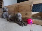 Vynikajc rodina zvedla tata WEIMARANER prv vas pro pijet! Ocasy ukotven, rosy drpy odstranny. Vet zkontroloval, odervil a dal prvn rny. Tyto dti pkn zapadaj do va punochy a hledaj navdy rodinu.