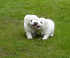 Bichon Frize tata mm - pro pijet