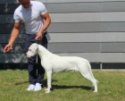 Argentinsk doga (Dogo Argentino) - tata