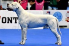 Argentinsk doga (Dogo Argentino) - tata