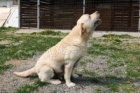 Labrador svtl