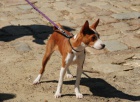 STRATILA SE FENKA BASENJI