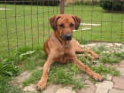 nael se ridgeback