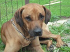 nael se ridgeback