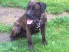 Krsn cane corso zdarma