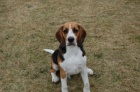 Ztratil se Beagle - Jesenk