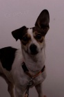 Fena Jack Russel dnes veer