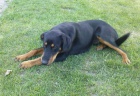 Kenec beaucerona