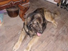 Ztrta leonberger Jablonec