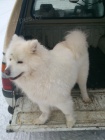 Bl pic / nebo samojed