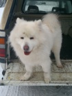 Bl pic / nebo samojed