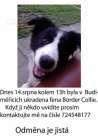 Ztracen tn border collie