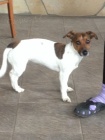 Nalzen fenka pobl obce Neichova (jack russel terier)