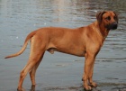 Ztratil se rhodsk ridgeback!