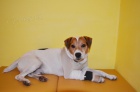 Nael se Jack Russell terir