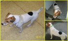 Nael se Jack Russell terir