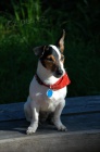 Hled se Jack Russell terir