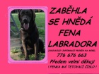 Hled se hnd fena labradora