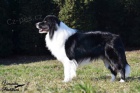 Ztratil se pes Border collie