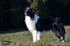 Ztratil se pes Border collie