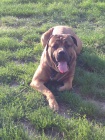 Ztratil se hnd Bandog - ARON 