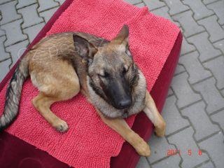 Fenka malinois