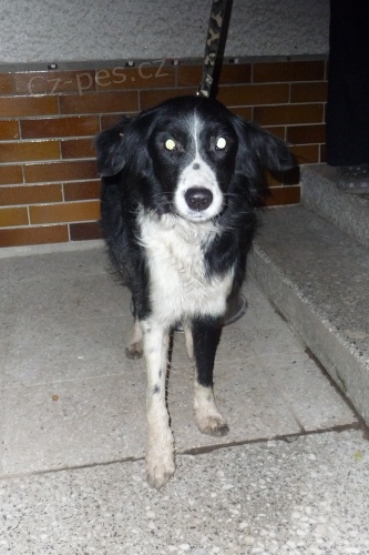 Nael se pes Border collie