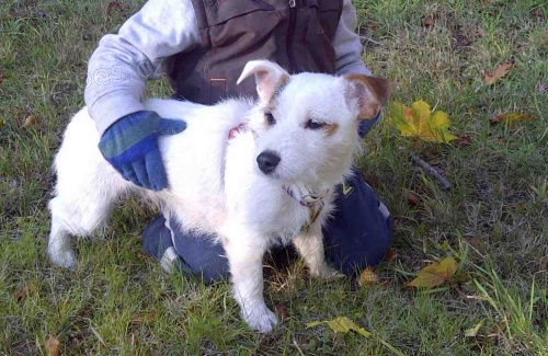 Ztratil se Jack Russell Terier