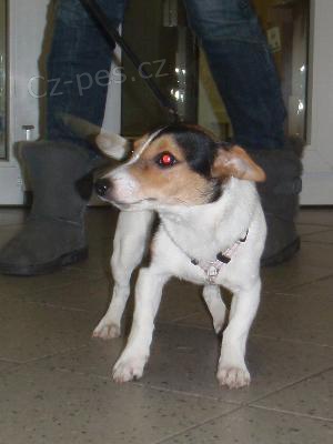 Nalezen kenec jack russell terrier