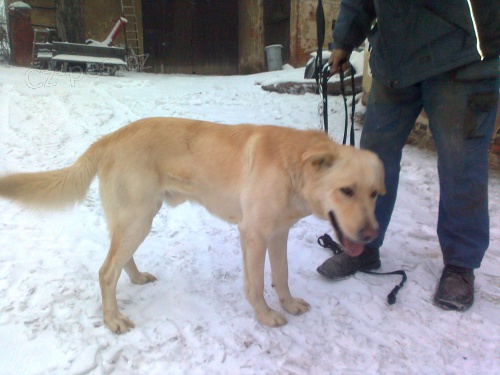 Nael se labradorsk retrvr, cca 2 roky, Bohuslavice (okr. Opava)