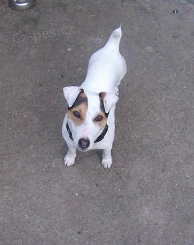 Nael se Jack Russell Terir